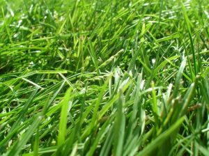 how to start a lawn care business 
